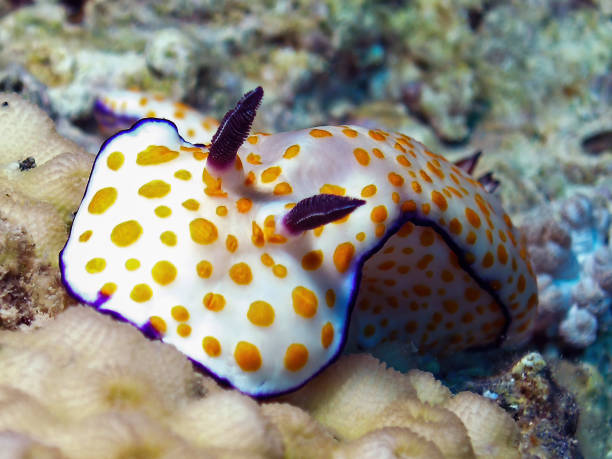 istock A Cute Risbecia (Risbecia pulchella) nudibranch in the Red Sea 1370004373