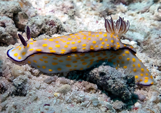 istock A Cute Risbecia (Risbecia pulchella) nudibranch in the Red Sea 1370004375