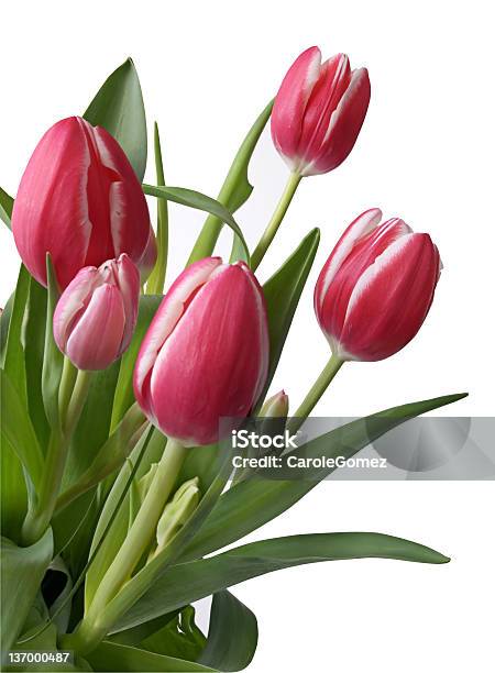 Foto de Tulipas Com Recorte Fluxo De Trabalho e mais fotos de stock de Beleza natural - Natureza - Beleza natural - Natureza, Botão - Estágio de flora, Bouquet