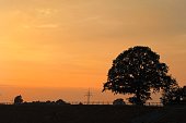 Beautiful single tree , sunset.