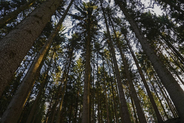 istock winter nature in the mill valley in Eisenberg 1370005543