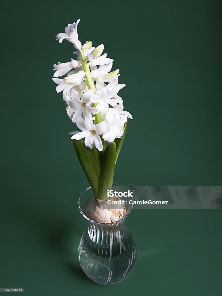 Hyacinth Hyacinth bulb flowering without soil Flower Stock Photo