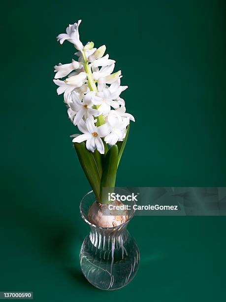 Hyacinth Stock Photo - Download Image Now - Flower, Green Color, Growth