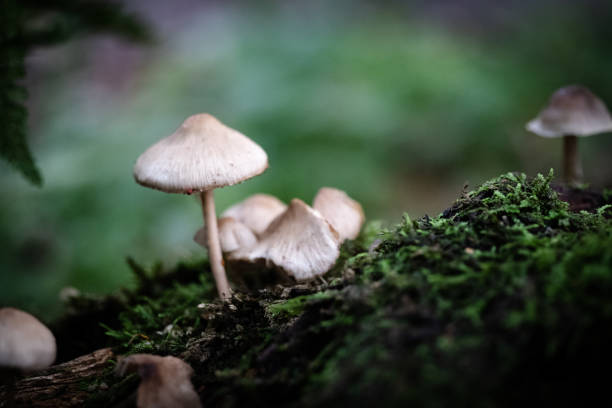 istock Small bonnet mushrooms growing on a wood fall 1370005923