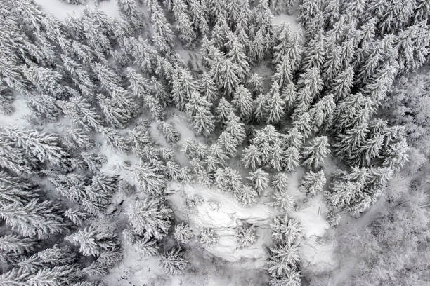 istock Aerial View of a snowy forest 1370006668