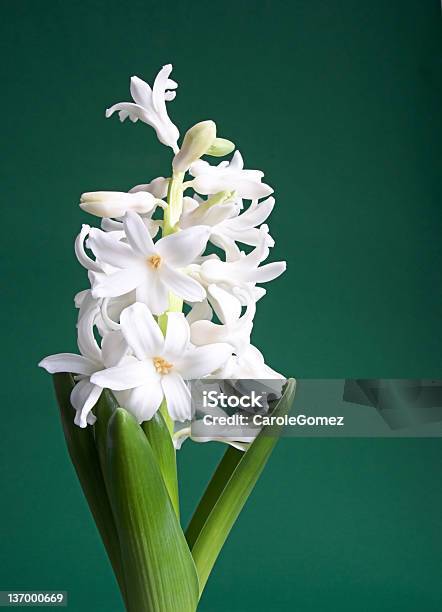 Primavera Verdes - Fotografias de stock e mais imagens de Beleza natural - Beleza natural, Branco, Contraste