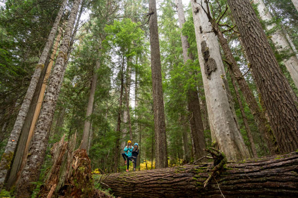 istock Sisters on a hike in a temperate rainforest 1370006757