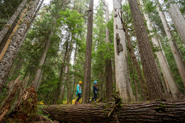 Sisters on a hike in a temperate rainforest