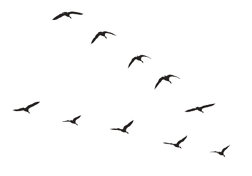 Vector silhouette of Canada Geese flying in V-formation