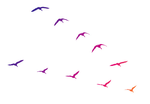 Vector silhouette of Canada Geese flying in V-formation