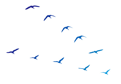 Vector silhouette of Canada Geese flying in V-formation