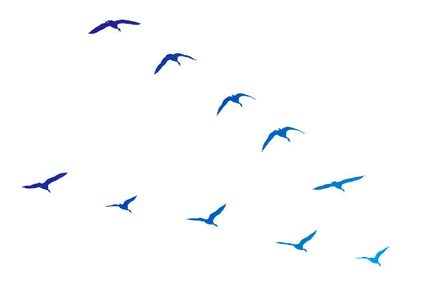 Canada Geese flying in V-formation vector art illustration