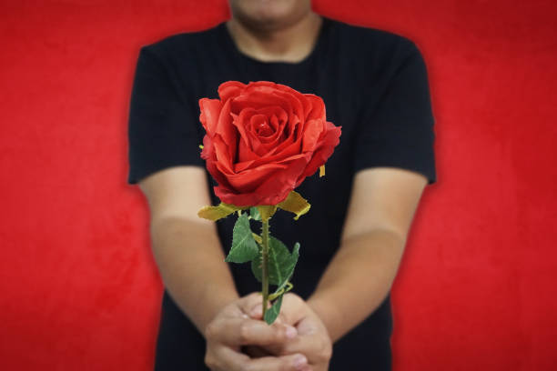 romantic man giving red rose with red background. - rose rosé women valentines day imagens e fotografias de stock