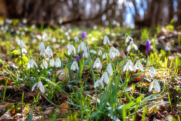 Sunny flowering meadow with wild growing rare violet crocus or saffron and white snowdrop or galanthus flowers, early spring in Europe. Natural outdoor background Sunny flowering meadow with wild growing rare violet crocus or saffron and white snowdrop or galanthus flowers, early spring in Europe. Natural outdoor background, image with selective focus snowdrops in woodland stock pictures, royalty-free photos & images