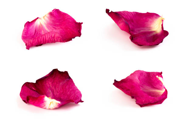1,900+ Dried Rose Petals Stock Photos, Pictures & Royalty-Free