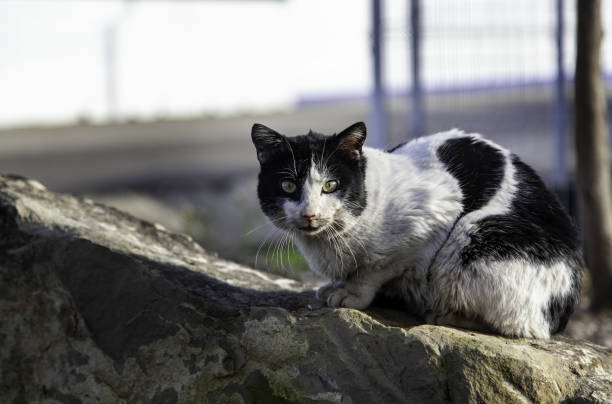 Street abandoned cats Abandoned street cats, stray animals, pets stray cat stock pictures, royalty-free photos & images