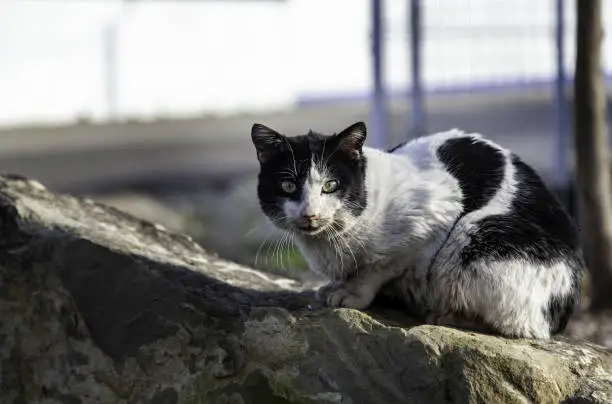 Photo of Street abandoned cats