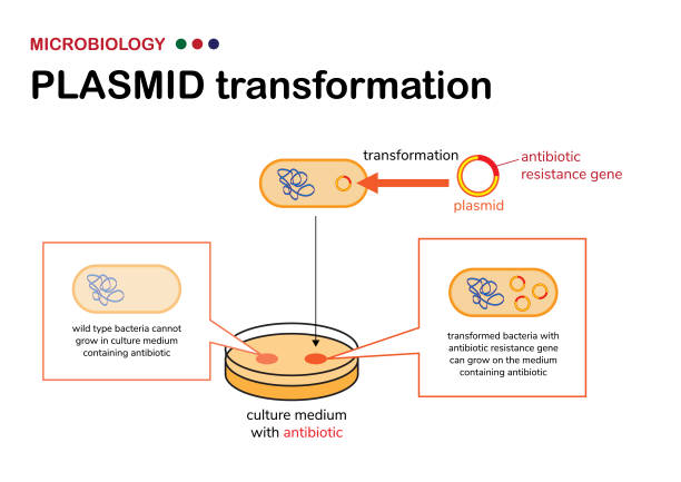 Microbiology diagram show concept and selection of plasmid or vector transformation in bacteria on selective agar medium containing antibiotic Microbiology diagram show concept and selection of plasmid or vector transformation in bacteria on selective agar medium containing antibiotic plasmids stock illustrations