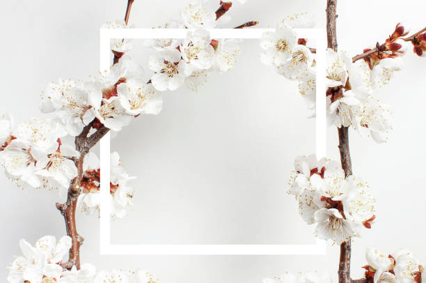istock Spring background with beautiful white flowering branches and white frame against the light wall. Nature gentle background, bloom delicate flowers. Springtime minimal concept. Flat lay copy space. 1370010672