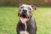 Pit bull dog playing and having fun in the park. Green grass, wooden stakes around. Selective focus