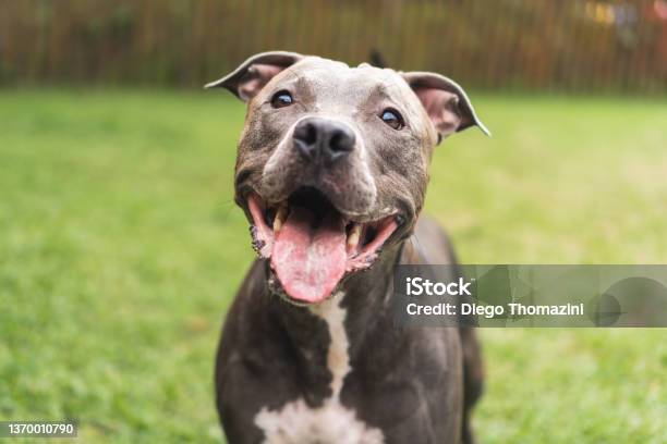 Pit Bull Dog Playing And Having Fun In The Park Green Grass Wooden Stakes Around Selective Focus Stock Photo - Download Image Now