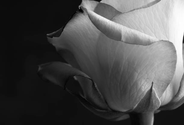 Beautie in Nature. Rose blossom. black and white rose stock pictures, royalty-free photos & images