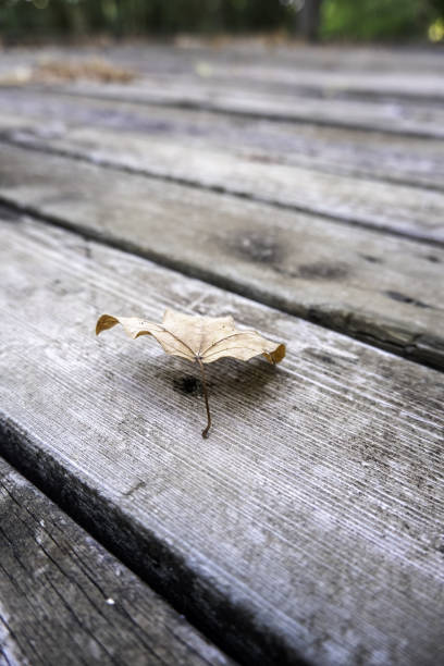 istock Dry autumn leaves 1370010919