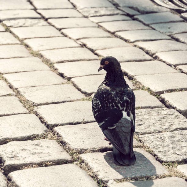 grey pigeon bird on urban brick
