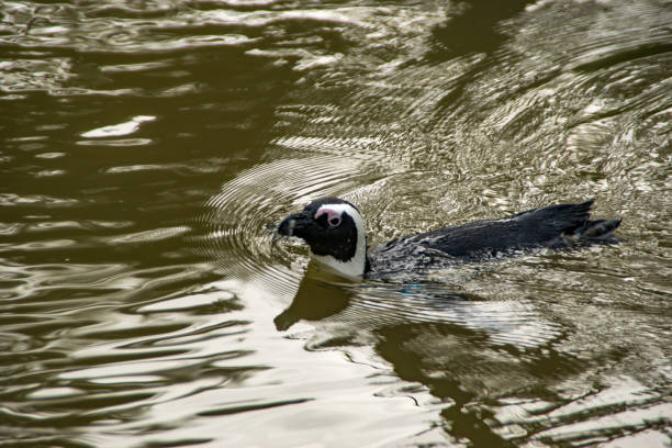 pingüino de áfrica  - jackass penguin penguin zoo swimming animal fotografías e imágenes de stock