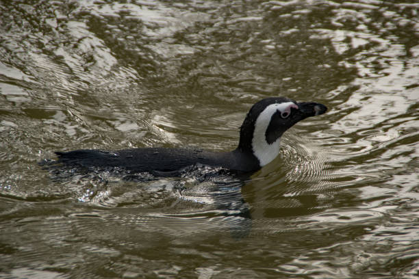 pingüino de áfrica  - jackass penguin penguin zoo swimming animal fotografías e imágenes de stock