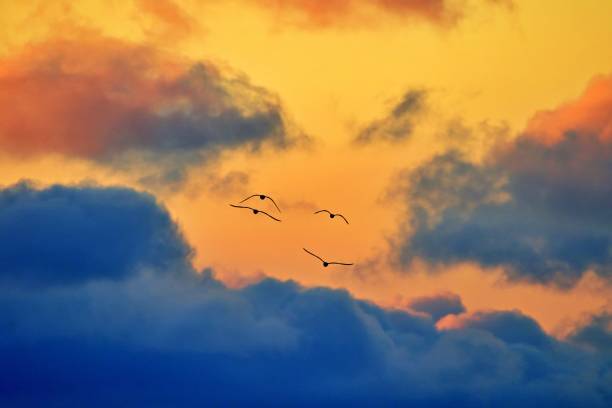istock Flock of birds in the sky 1370014444