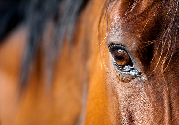 olhos de cavalo árabe - hoofed mammal - fotografias e filmes do acervo