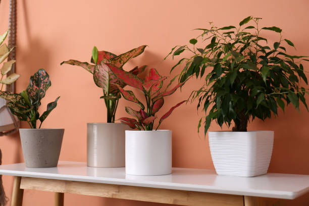 istock Different houseplants on table near orange coral wall 1370015777