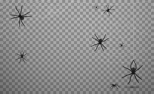 Many black spiders with web vector realistic illustration. Dangerous insects hanging on network trap isolated. Creepy toxic pests with poison or wild predators with deadly venom waiting victim