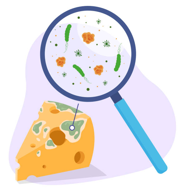 ilustrações, clipart, desenhos animados e ícones de peça do triângulo de queijo moldado com lupa e ilustração vetorial isométrica de germes - rotting