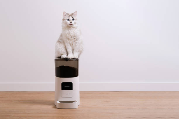 Cat is waiting for food. Automatic pet food White hungry cat is waiting for food. Automatic pet food automatic photos stock pictures, royalty-free photos & images