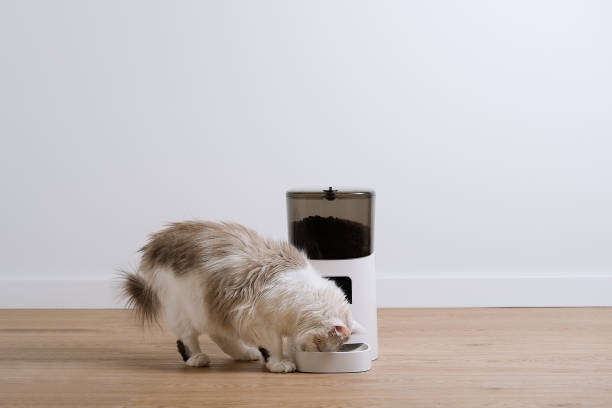 White hungry eats from an automatic animal feed dispenser White hungry eats from an automatic animal feed dispenser cat food stock pictures, royalty-free photos & images