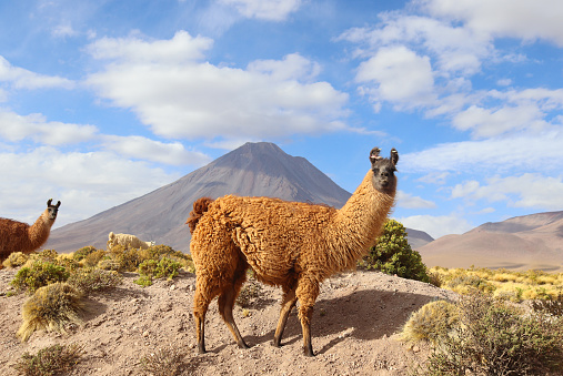 Front view of cute alpaca in atacama dessert in The Andes Chile