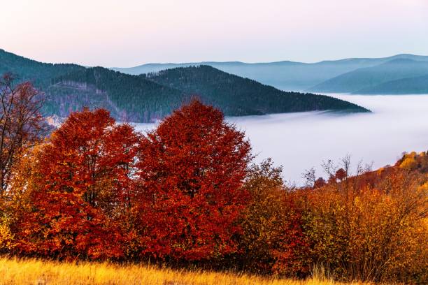 istock Hill with trees against gorge covered with fog in autumn 1370019983