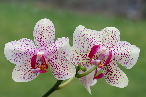 Beautiful red orchid flowers.