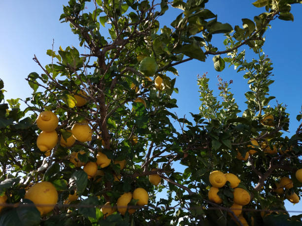 istock Lemon tree full of lemons 1370020688