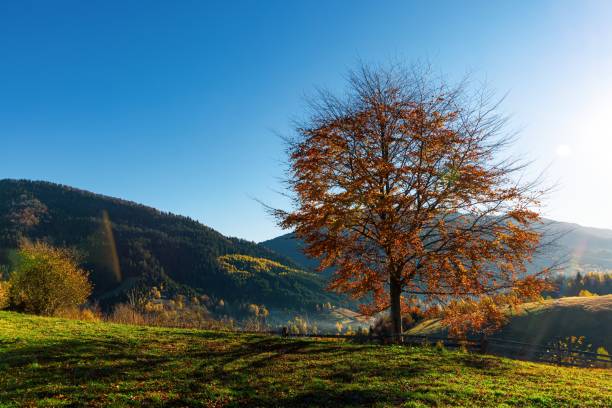 istock Mountain ridge with terracotta forests under cloudy sky 1370020883