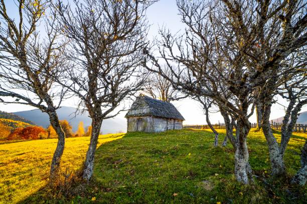 Wooden barn against a vibrant green hillside, showcasing rural life. Idyllic countryside scene with solitary trees.K