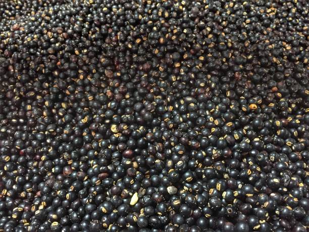 istock The pigeon pea or Cajanus Cajan 1370021012