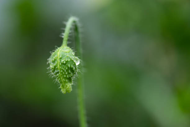Poppy flower bud in light rain.