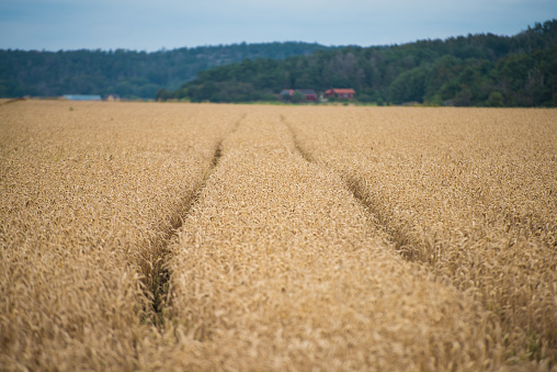 Tractor tracks in a wheat field..