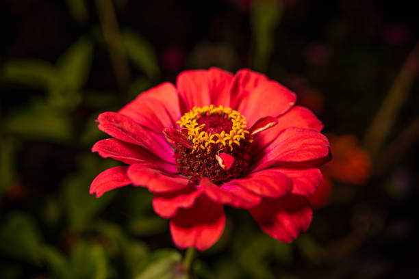 istock Red common zinnia flower on black background.. 1370022218