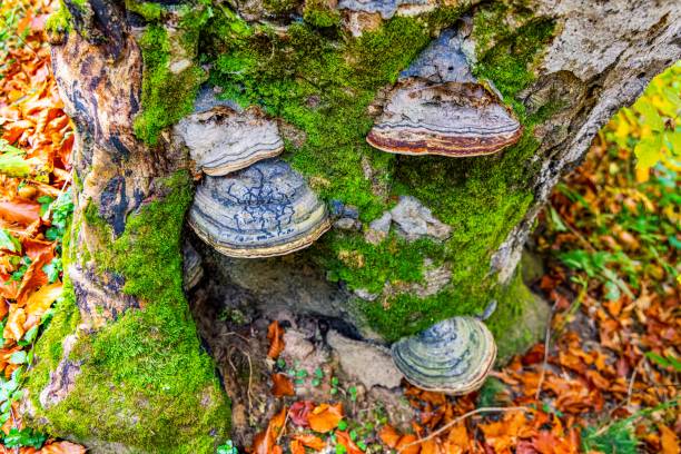 istock Moss on trees in a forest in Ukraine sheltered by leaves 1370022530