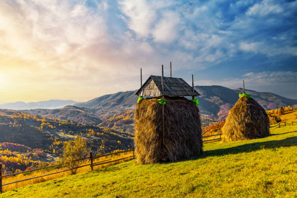 Traditional haystack of dry yellow hay under wooden roof built with long poles behind fence in highland under blue sky on sunny autumn day