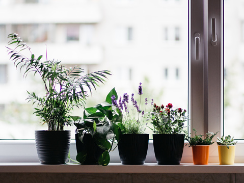 House plants like roses, lavender, Epipremnum aureum, bamboo palm and other on windowsill. Flowers planting near open window